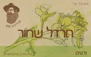 חרדל שחור זרעים  - גוט תבלינים